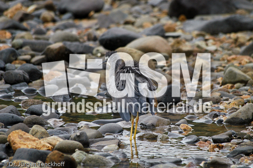 Weißwangenreiher (2 von 3).jpg